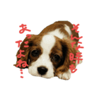 [cavalier]take-teto stamps 3（個別スタンプ：1）