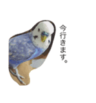 伊藤家のインコさん（個別スタンプ：3）