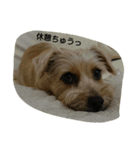 Terrier Brothers（個別スタンプ：7）