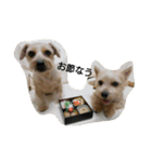 Terrier Brothers（個別スタンプ：16）