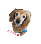 超癒し犬 ダックス あいすちゃん（個別スタンプ：1）