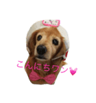 超癒し犬 ダックス あいすちゃん（個別スタンプ：2）