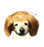 超癒し犬 ダックス あいすちゃん（個別スタンプ：3）