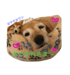 超癒し犬 ダックス あいすちゃん（個別スタンプ：4）