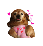 超癒し犬 ダックス あいすちゃん（個別スタンプ：5）