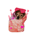 超癒し犬 ダックス あいすちゃん（個別スタンプ：6）