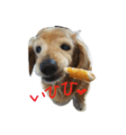 超癒し犬 ダックス あいすちゃん（個別スタンプ：7）
