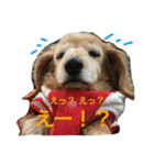 超癒し犬 ダックス あいすちゃん（個別スタンプ：8）