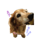 超癒し犬 ダックス あいすちゃん（個別スタンプ：9）