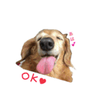 超癒し犬 ダックス あいすちゃん（個別スタンプ：10）