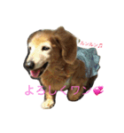 超癒し犬 ダックス あいすちゃん（個別スタンプ：11）