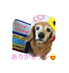 超癒し犬 ダックス あいすちゃん（個別スタンプ：12）