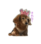 超癒し犬 ダックス あいすちゃん（個別スタンプ：13）
