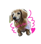 超癒し犬 ダックス あいすちゃん（個別スタンプ：15）