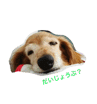 超癒し犬 ダックス あいすちゃん（個別スタンプ：16）