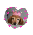 超癒し犬 ダックス あいすちゃん（個別スタンプ：17）