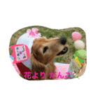 超癒し犬 ダックス あいすちゃん（個別スタンプ：18）