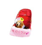 超癒し犬 ダックス あいすちゃん（個別スタンプ：19）