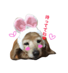 超癒し犬 ダックス あいすちゃん（個別スタンプ：20）