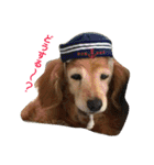 超癒し犬 ダックス あいすちゃん（個別スタンプ：21）