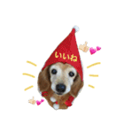 超癒し犬 ダックス あいすちゃん（個別スタンプ：22）