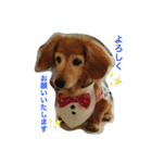 超癒し犬 ダックス あいすちゃん（個別スタンプ：23）