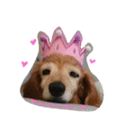 超癒し犬 ダックス あいすちゃん（個別スタンプ：25）