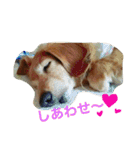 超癒し犬 ダックス あいすちゃん（個別スタンプ：26）