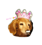 超癒し犬 ダックス あいすちゃん（個別スタンプ：27）