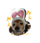 超癒し犬 ダックス あいすちゃん（個別スタンプ：28）