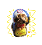 超癒し犬 ダックス あいすちゃん（個別スタンプ：29）