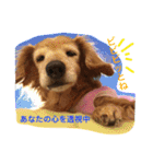 超癒し犬 ダックス あいすちゃん（個別スタンプ：30）