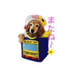 超癒し犬 ダックス あいすちゃん（個別スタンプ：31）