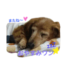 超癒し犬 ダックス あいすちゃん（個別スタンプ：32）