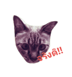 animal love（個別スタンプ：1）
