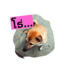 animal love（個別スタンプ：3）