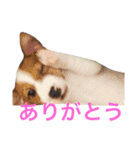Leonの日常（個別スタンプ：2）