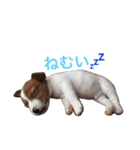 Leonの日常（個別スタンプ：5）