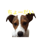 Leonの日常（個別スタンプ：7）