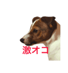 Leonの日常（個別スタンプ：8）