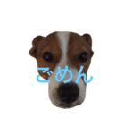 Leonの日常（個別スタンプ：16）