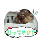 さかいんちのいぬたち（個別スタンプ：2）