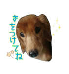 さかいんちのいぬたち（個別スタンプ：3）