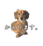 さかいんちのいぬたち（個別スタンプ：4）