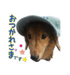 さかいんちのいぬたち（個別スタンプ：5）