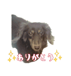 さかいんちのいぬたち（個別スタンプ：10）
