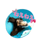 さかいんちのいぬたち（個別スタンプ：12）