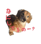 さかいんちのいぬたち（個別スタンプ：13）
