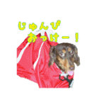 さかいんちのいぬたち（個別スタンプ：15）