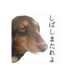 さかいんちのいぬたち（個別スタンプ：17）